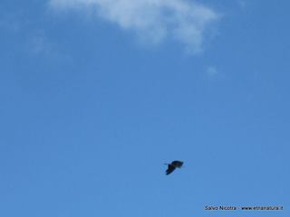 lto del Pecoraio30-05-2014 18-01-50